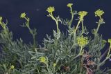 Crithmum maritimum