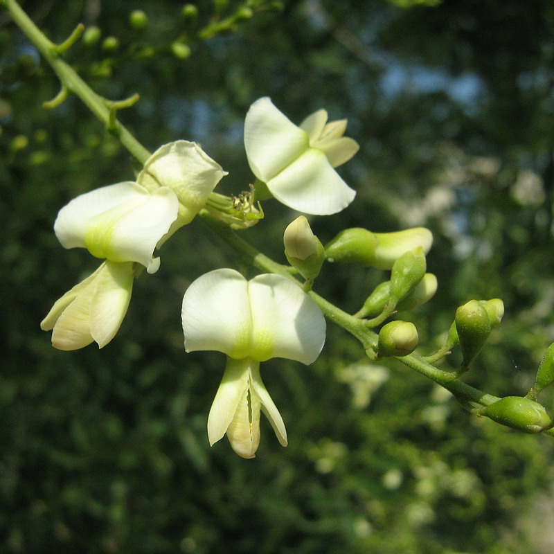 Image of Styphnolobium japonicum specimen.