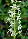 Platanthera bifolia. Часть соцветия. Соловецкие острова, остров Большой Соловецкий. 09.07.2014.