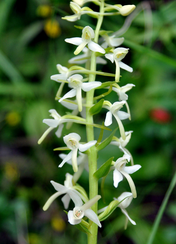 Изображение особи Platanthera bifolia.