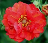 Geum quellyon