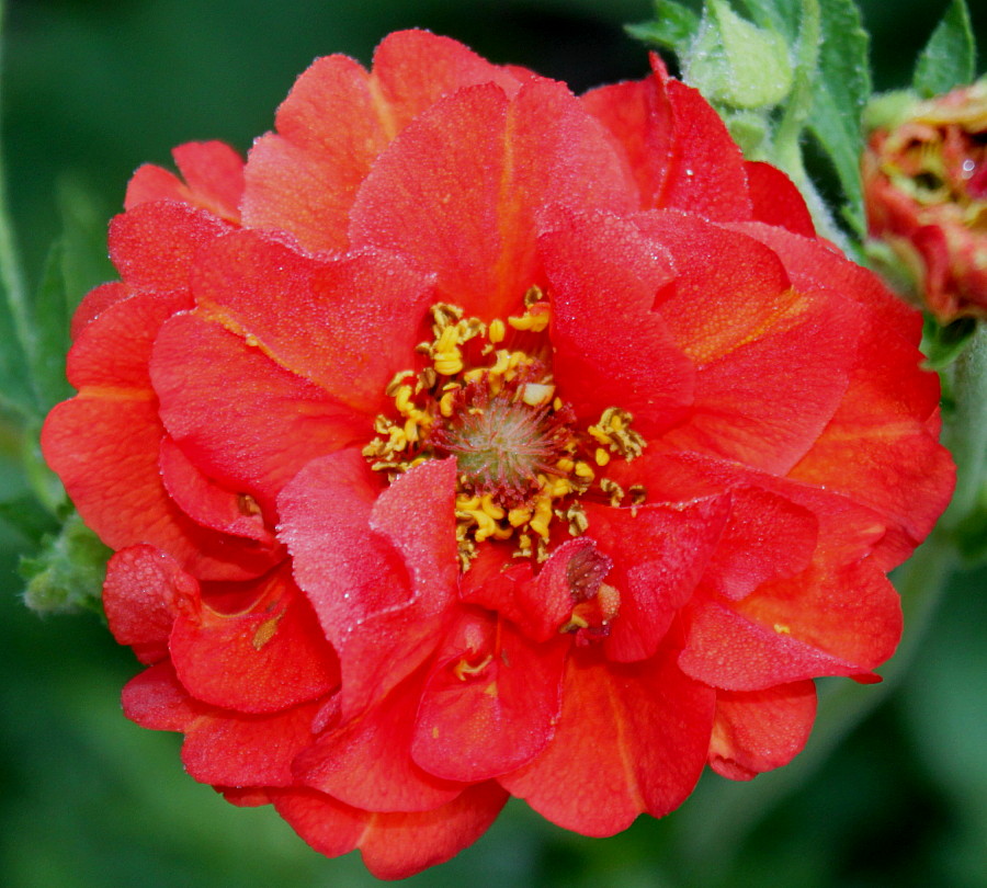 Image of Geum quellyon specimen.