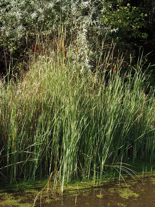 Image of Typha laxmannii specimen.