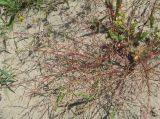 Corispermum declinatum