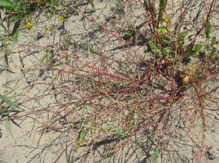 Image of Corispermum declinatum specimen.