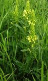 Pedicularis kaufmannii