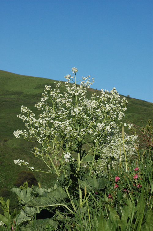 Image of Crambe kotschyana specimen.