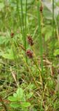 Carex dioica. Плодоносящее растение на пушицево-травяном мезоэвтрофном болоте с сосной в приозерной котловине. Архангельская обл., юг Пинежского р-на. Начало августа.