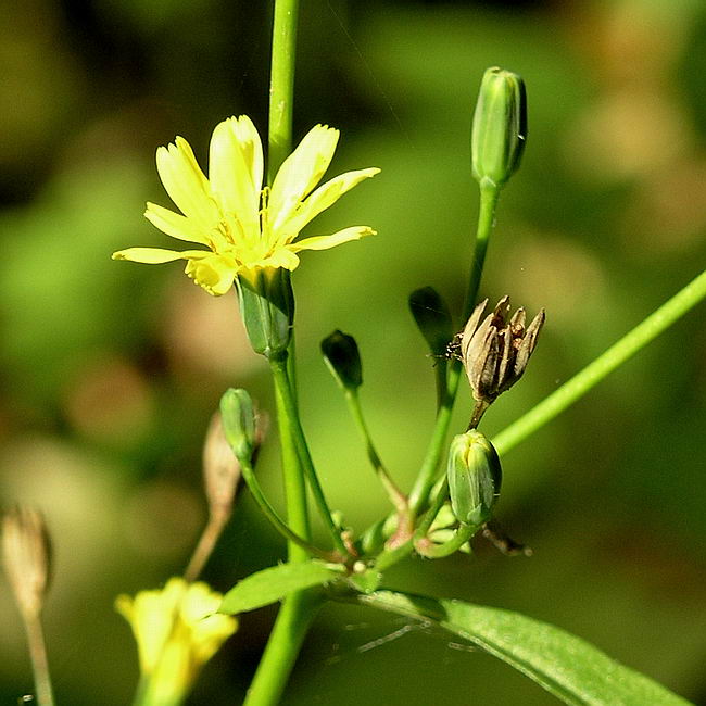 Image of Lapsana communis specimen.