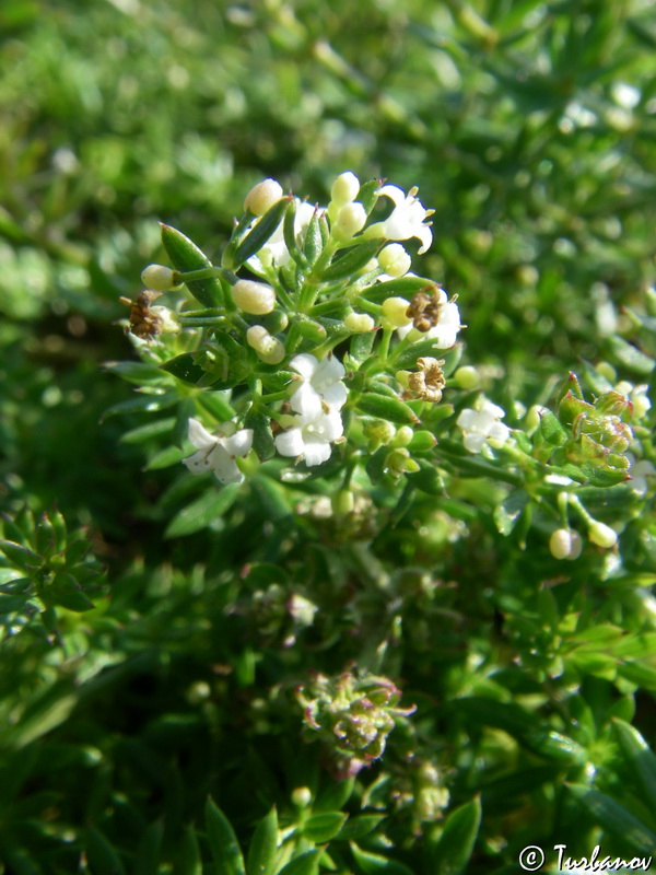 Изображение особи Galium humifusum.