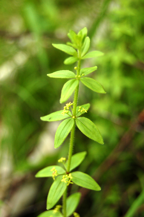 Image of Cruciata krylovii specimen.