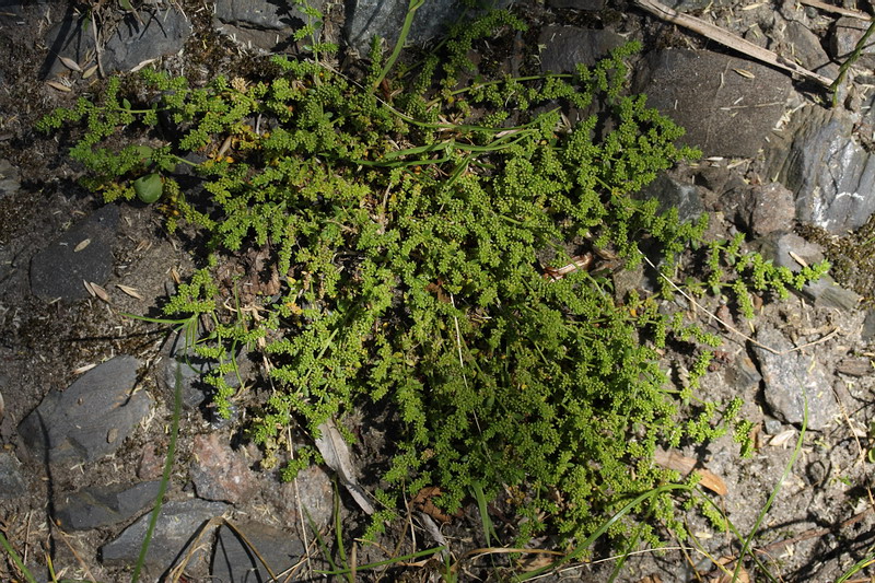Image of Herniaria glabra specimen.