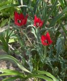 Tulipa undulatifolia