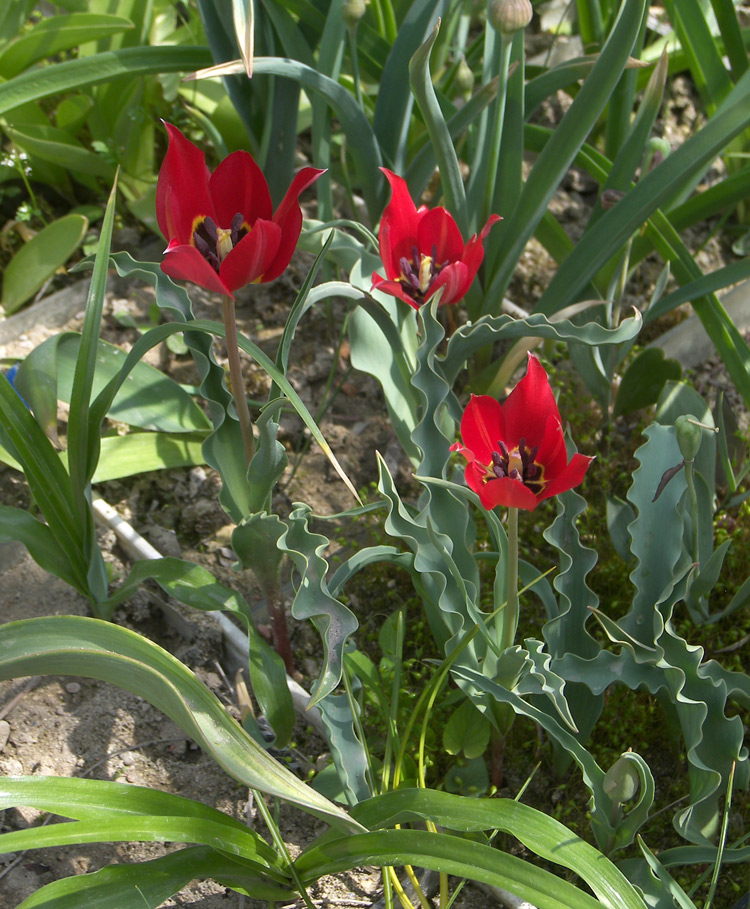 Image of Tulipa undulatifolia specimen.