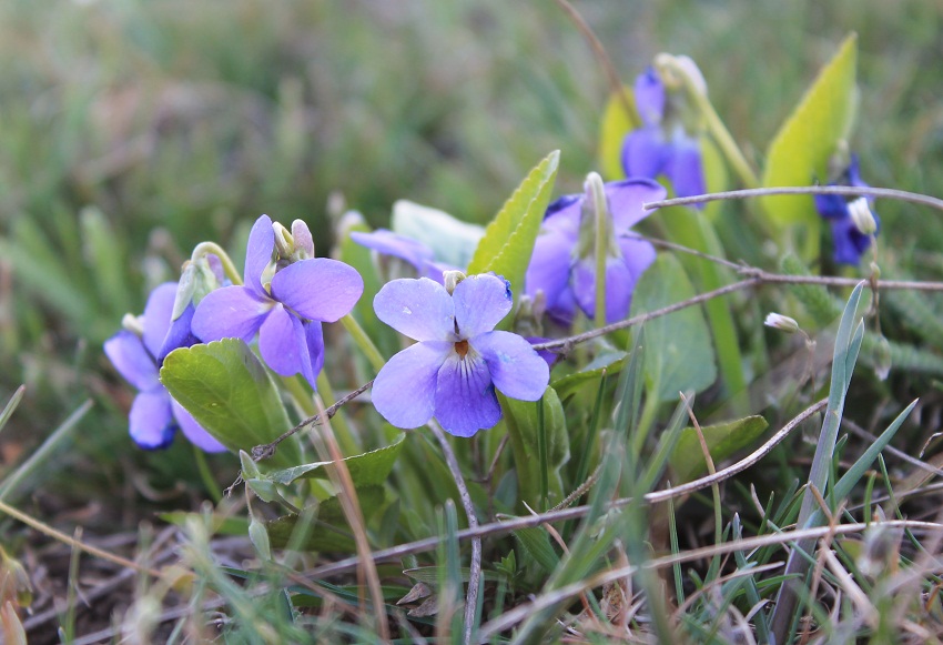 Image of Viola ambigua specimen.