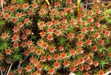 Polytrichum juniperinum