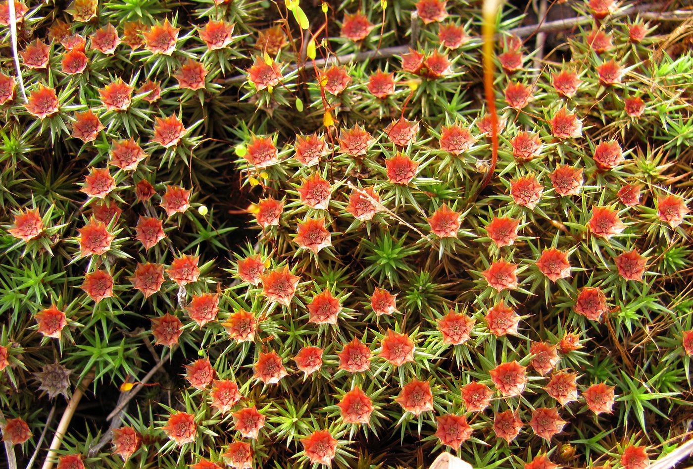 Изображение особи Polytrichum juniperinum.