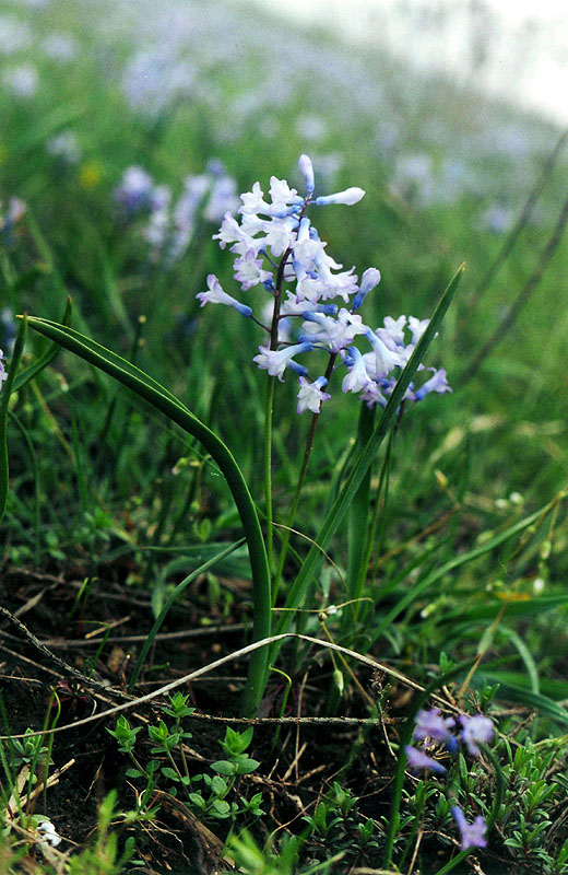 Изображение особи Hyacinthella pallasiana.