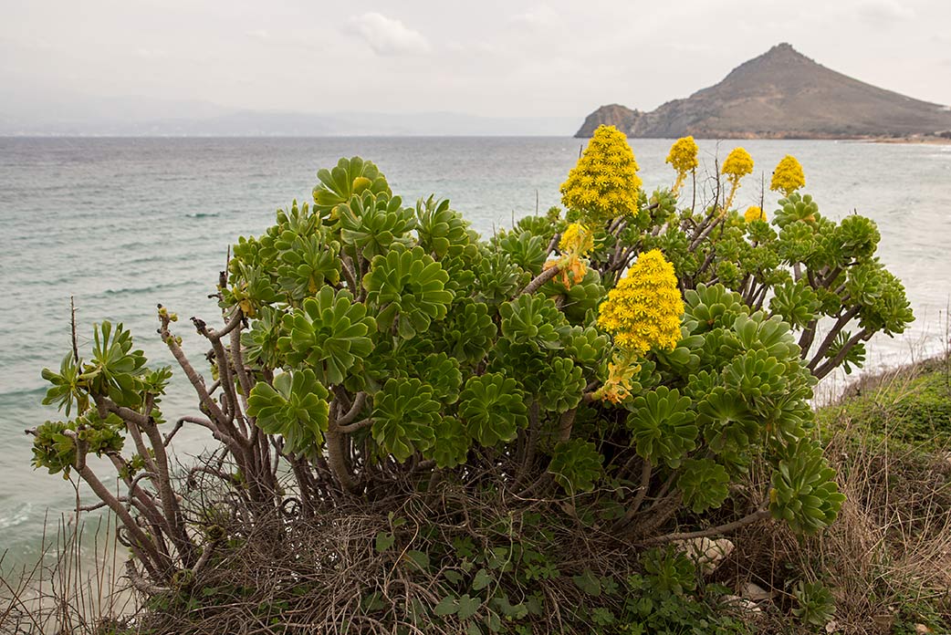 Изображение особи Aeonium arboreum.