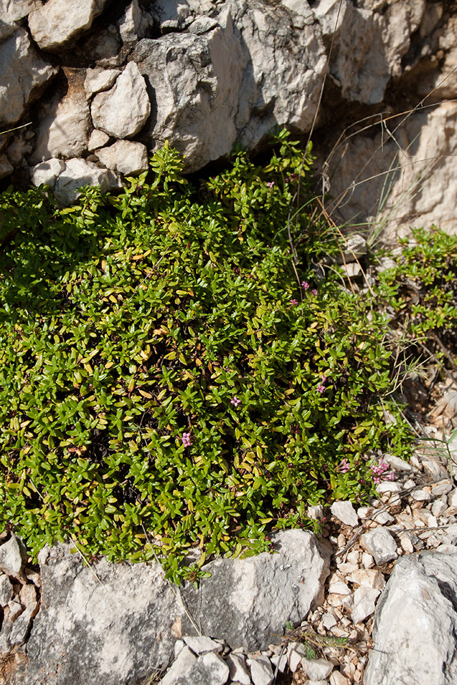 Image of Putoria calabrica specimen.