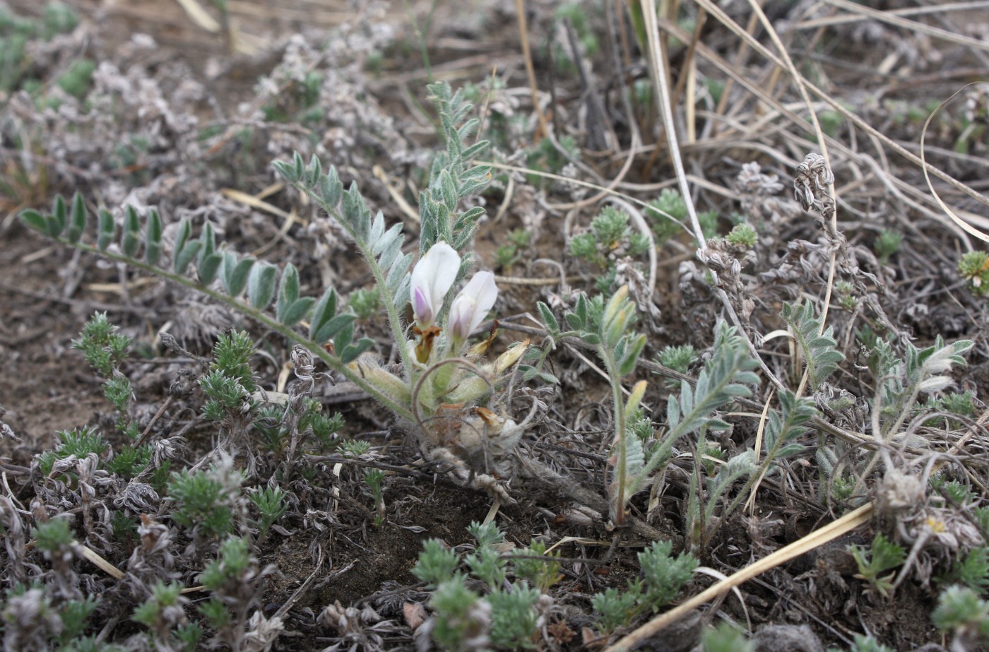 Изображение особи Astragalus testiculatus.