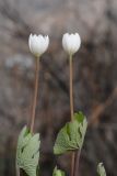 Sanguinaria canadensis