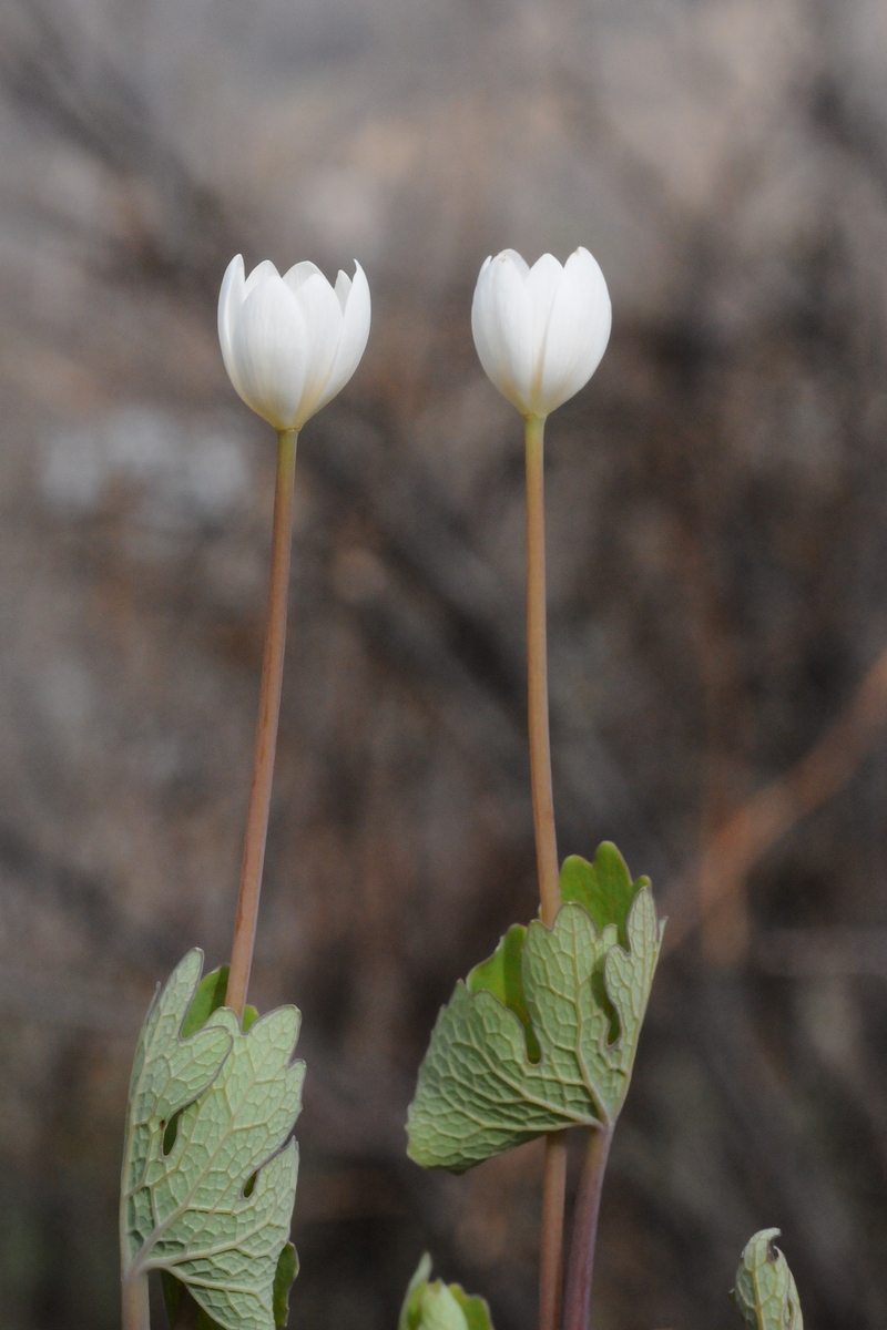 Image of Sanguinaria canadensis specimen.