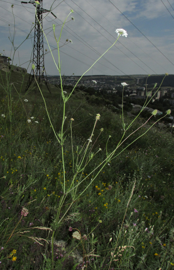 Image of Scabiosa praemontana specimen.