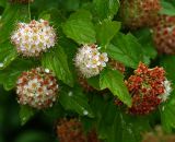 Physocarpus opulifolius. Соцветия с цветущими и отцветшими цветками и созревающими соплодиями. Московская обл., Раменский р-н, окр. дер. Хрипань, садовый участок. 16.06.2015.