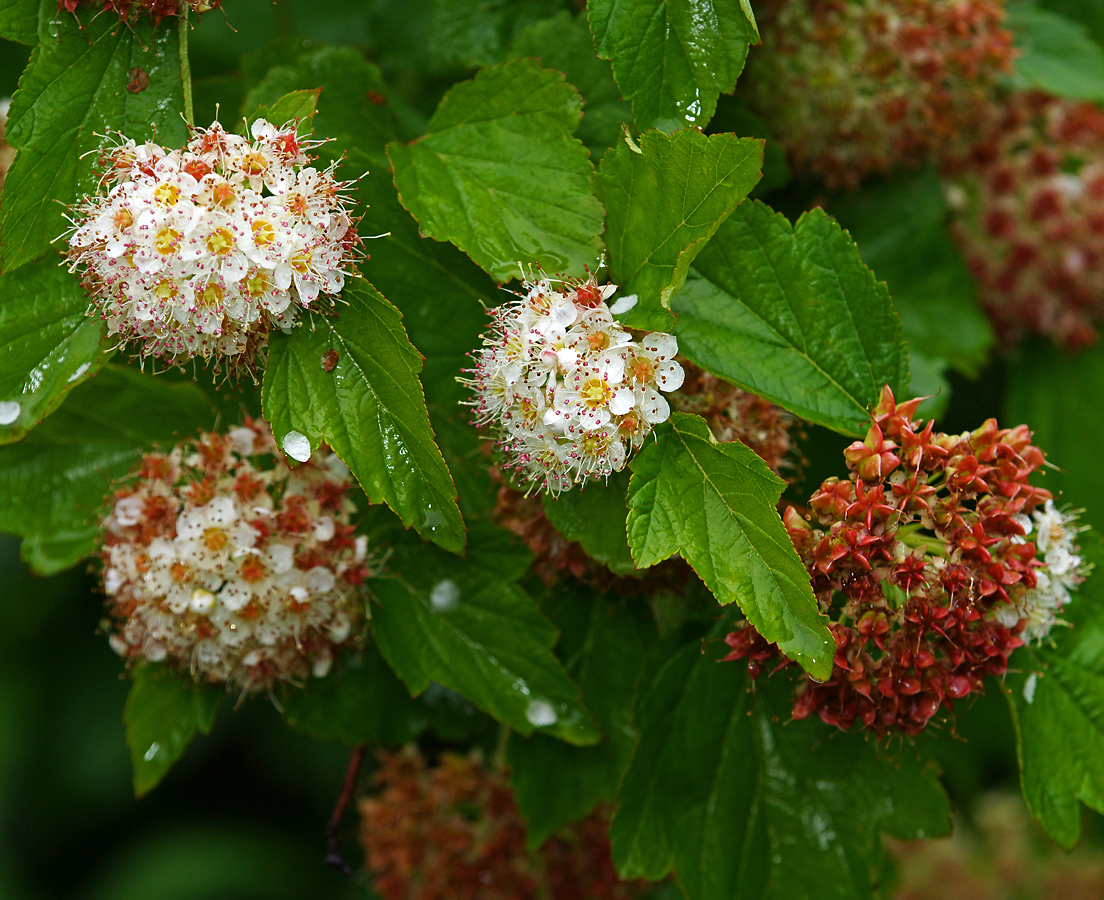 Image of Physocarpus opulifolius specimen.