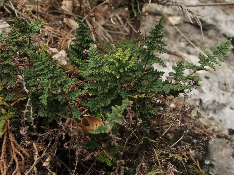 Изображение особи Oeosporangium persicum.