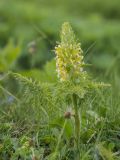 Pedicularis condensata. Цветущее растение. Адыгея, Майкопский р-н, плато Лаго-Наки, хр. Каменное море. 19.07.2015.