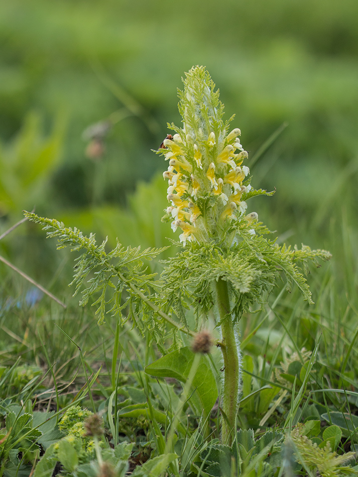 Изображение особи Pedicularis condensata.