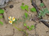 Linaria japonica. Цветущее растение. Приморье, Сихотэ-Алинский заповедник, бухта Голубичная, песчаный пляж. 24.08.2015.