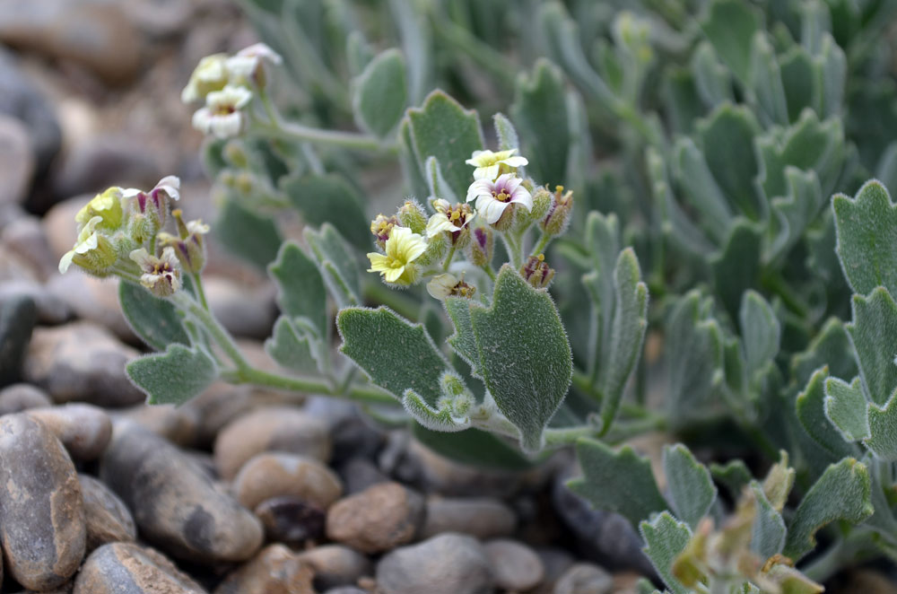 Изображение особи Christolea crassifolia.