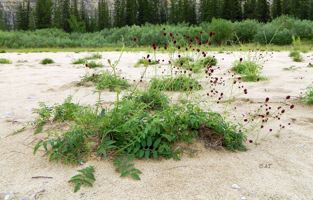 Изображение особи Sanguisorba officinalis.