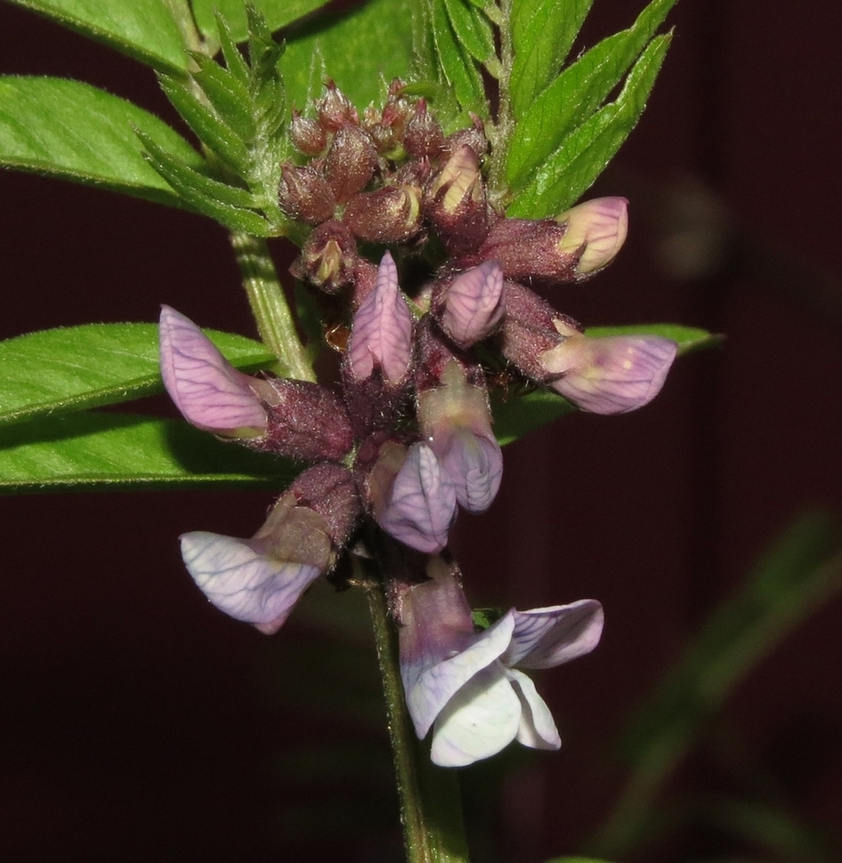 Image of Vicia sepium specimen.