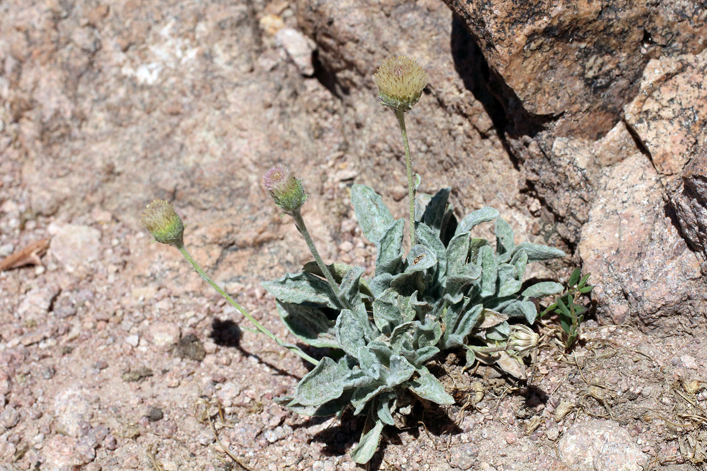 Изображение особи Erigeron amorphoglossus.