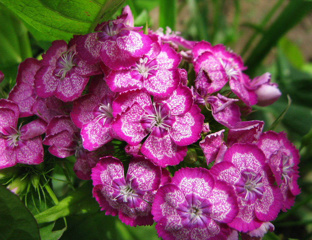 Изображение особи Dianthus barbatus.