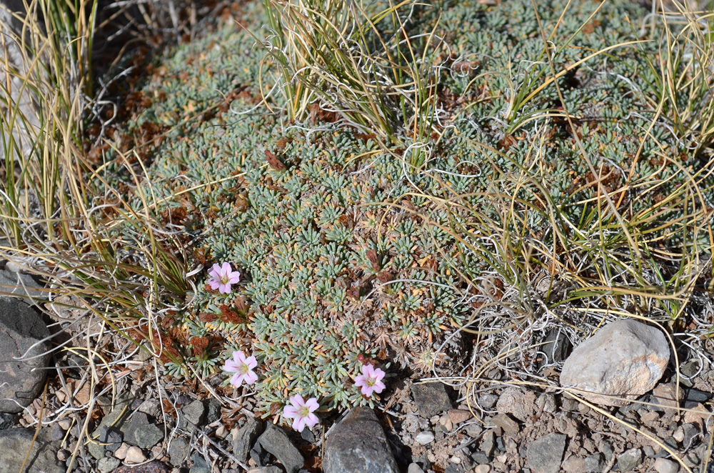 Image of Acantholimon hedinii specimen.