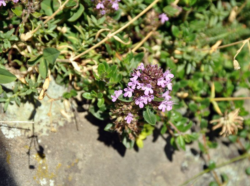 Изображение особи Thymus collinus.