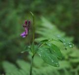 Lathyrus pisiformis. Верхушка побега с соцветием. Пермский край, Суксунский р-н, с. Ключи, опушка в смешанном лесу. 18.07.2015.