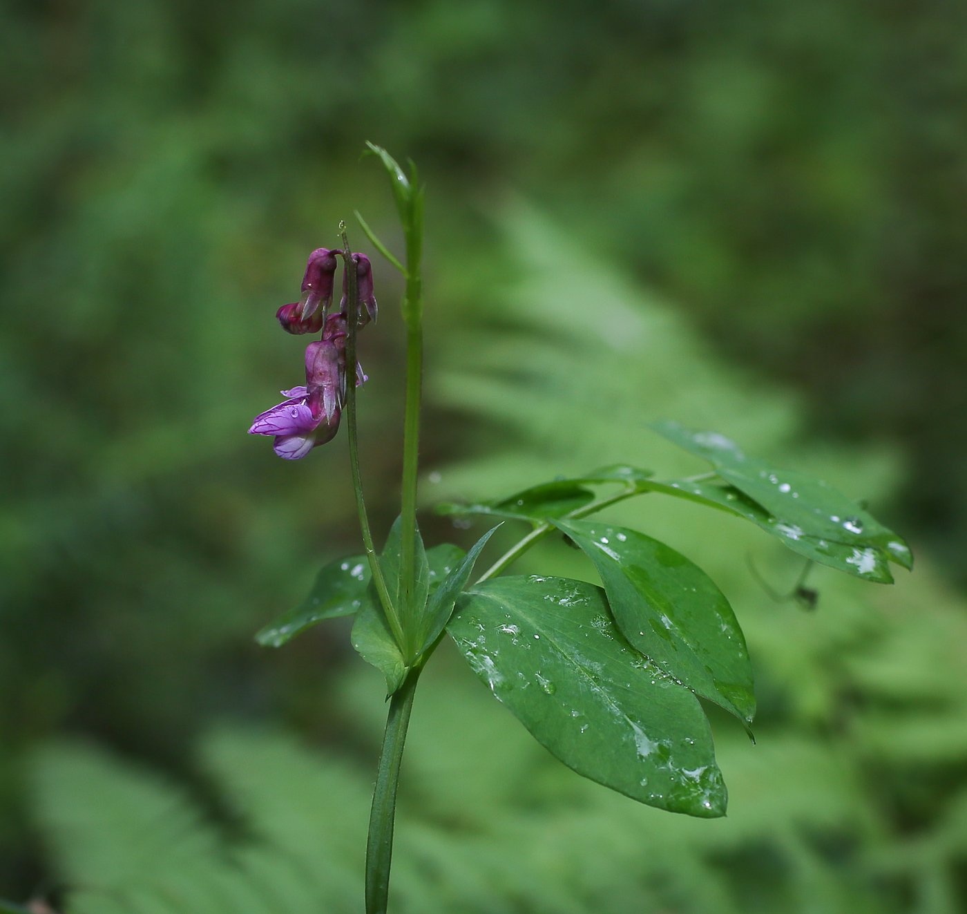 Изображение особи Lathyrus pisiformis.