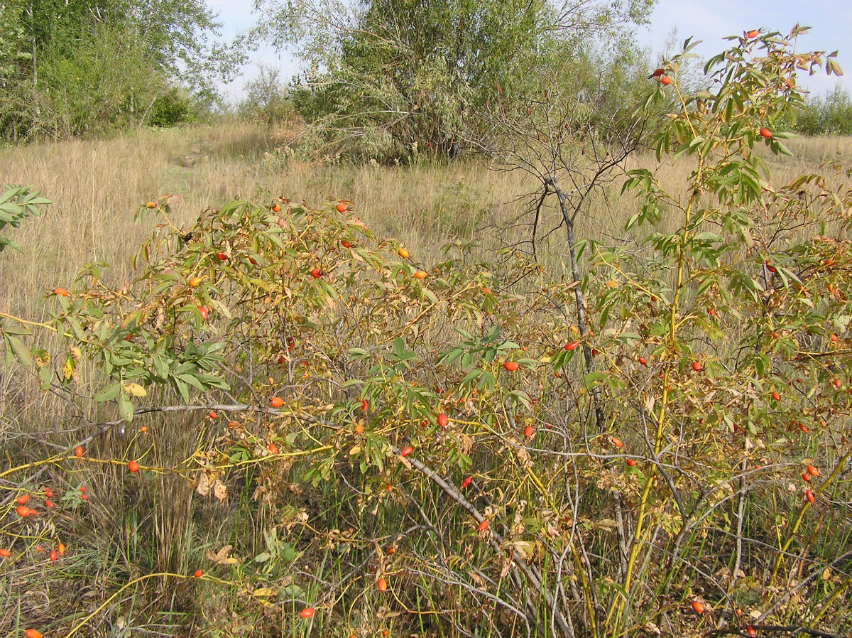 Изображение особи Rosa cinnamomea.