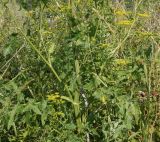 Pastinaca sylvestris