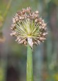 Allium fistulosum. Верхушка побега с соплодием (часть плодов удалена). Восточно-Казахстанская обл., Глубоковский р-н, окр. с. Кожохово, в культуре. 26.07.2015.