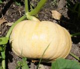 Cucurbita maxima