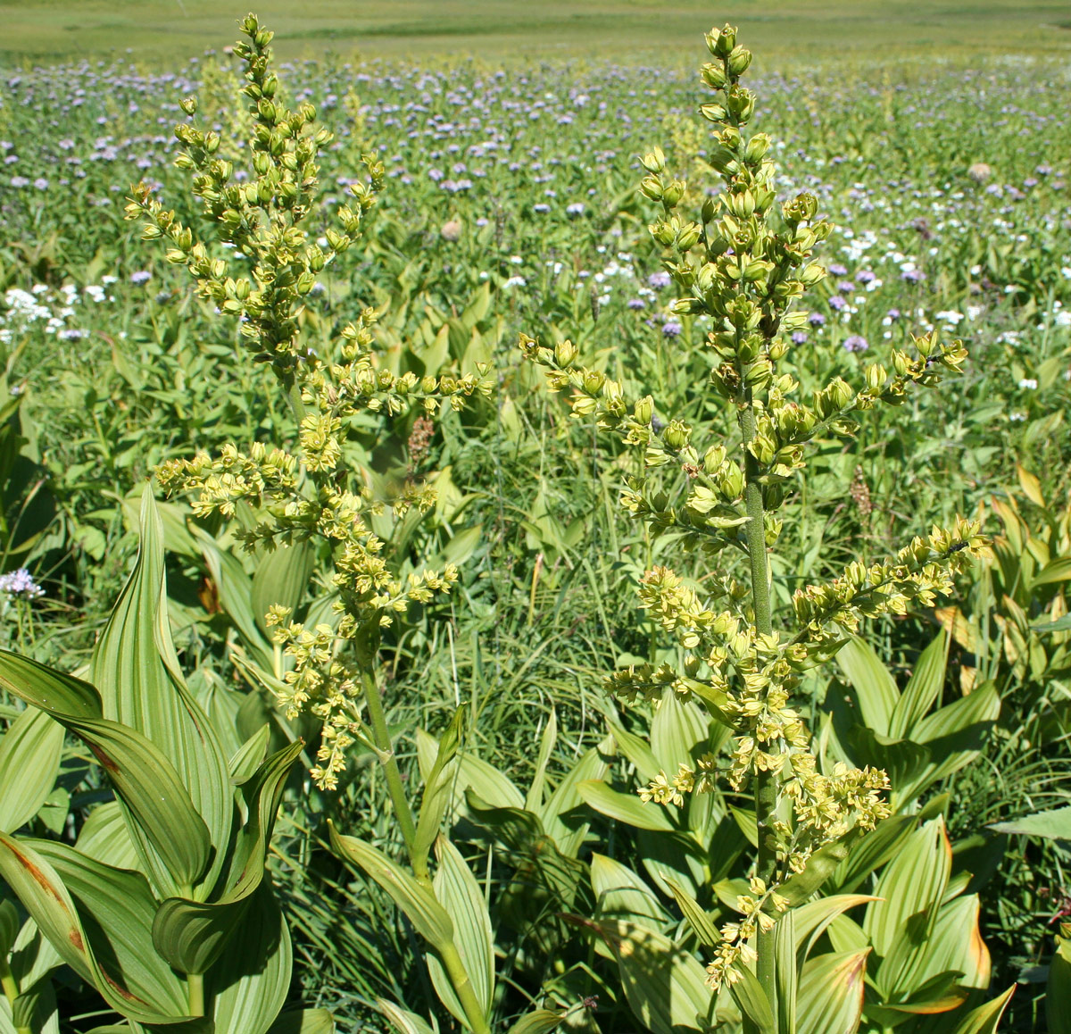 Image of Veratrum lobelianum specimen.