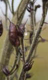 Aconitum leucostomum