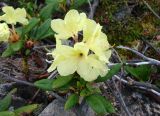 Rhododendron aureum